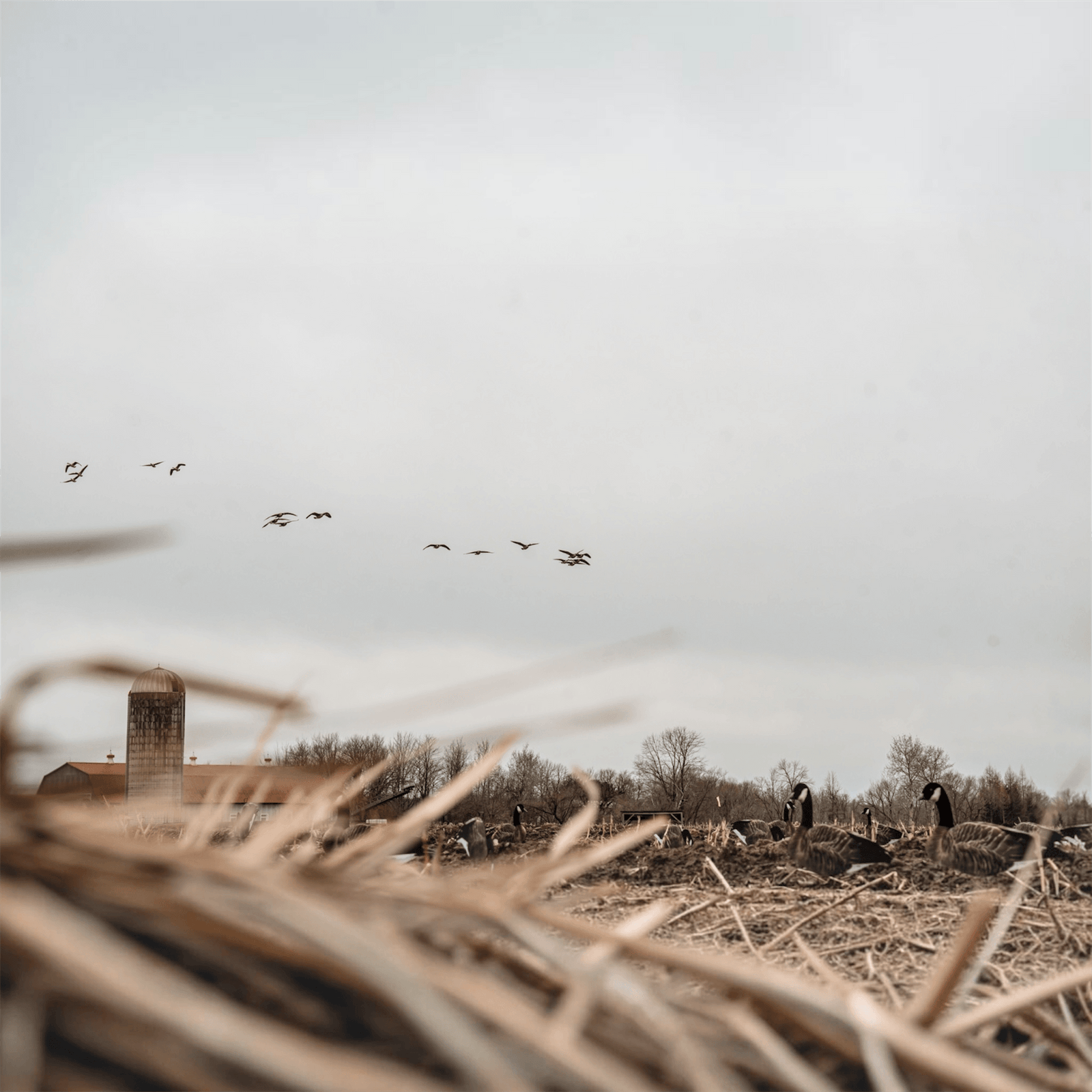 Canada geese flying over a field with FEROX goose decoys deployed in the foreground