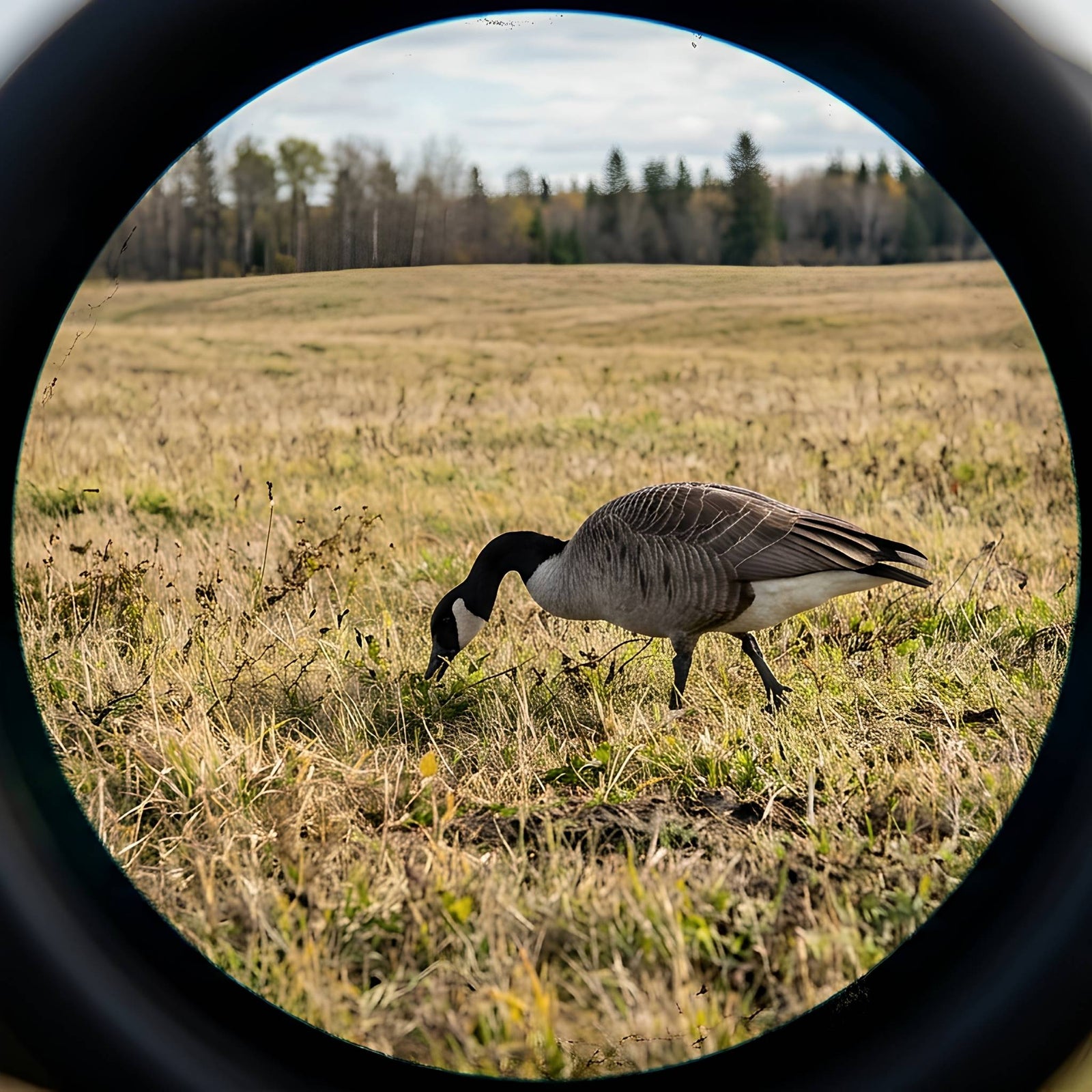 How to Scout for Geese: The Complete Field Guide