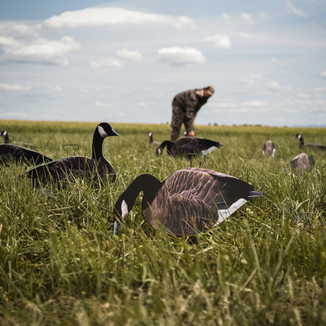 How to Set Up Silhouette Goose Decoys in the Field: A Complete Spread Guide