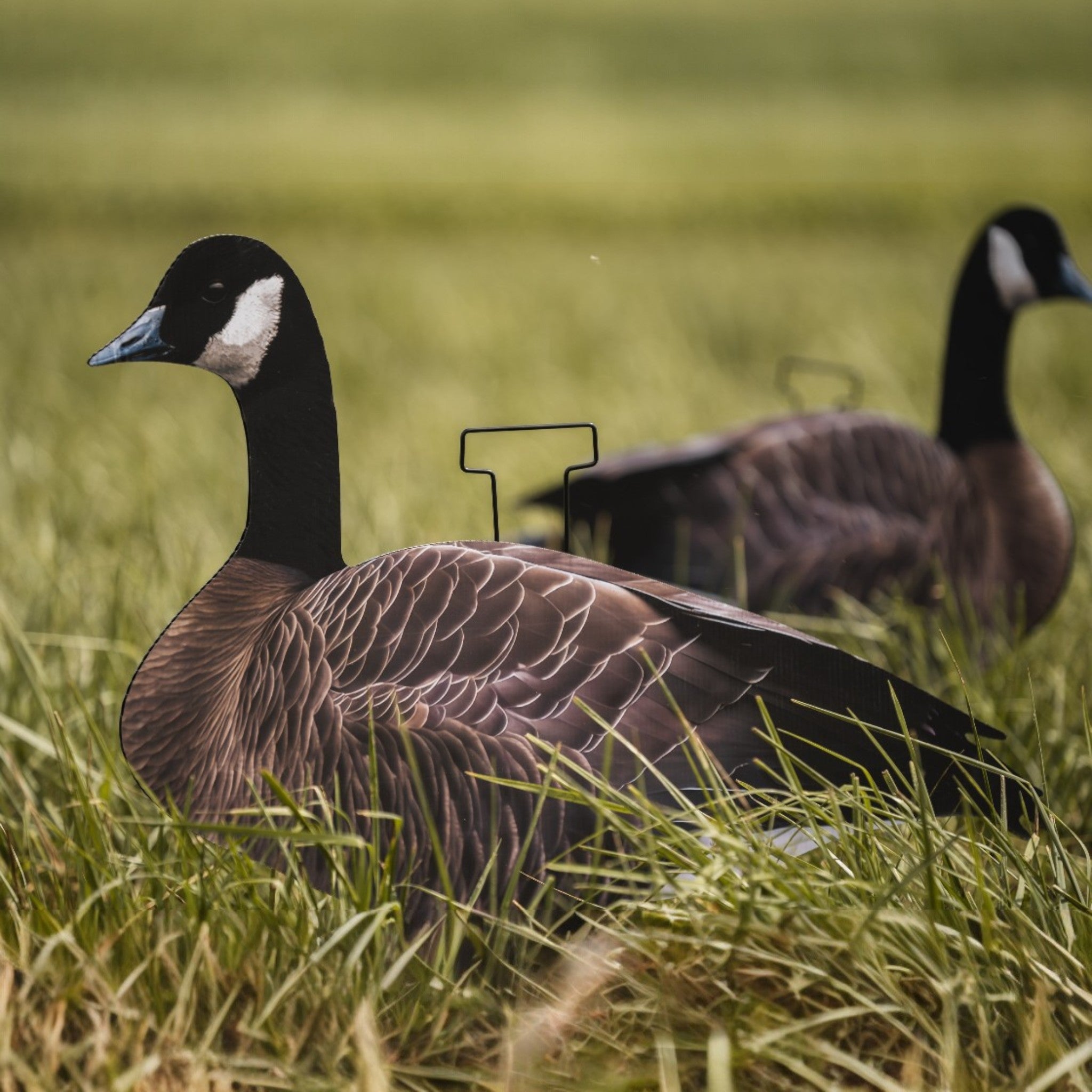 Canada Goose Silhouette Decoys- FEROX Outdoors Co.
