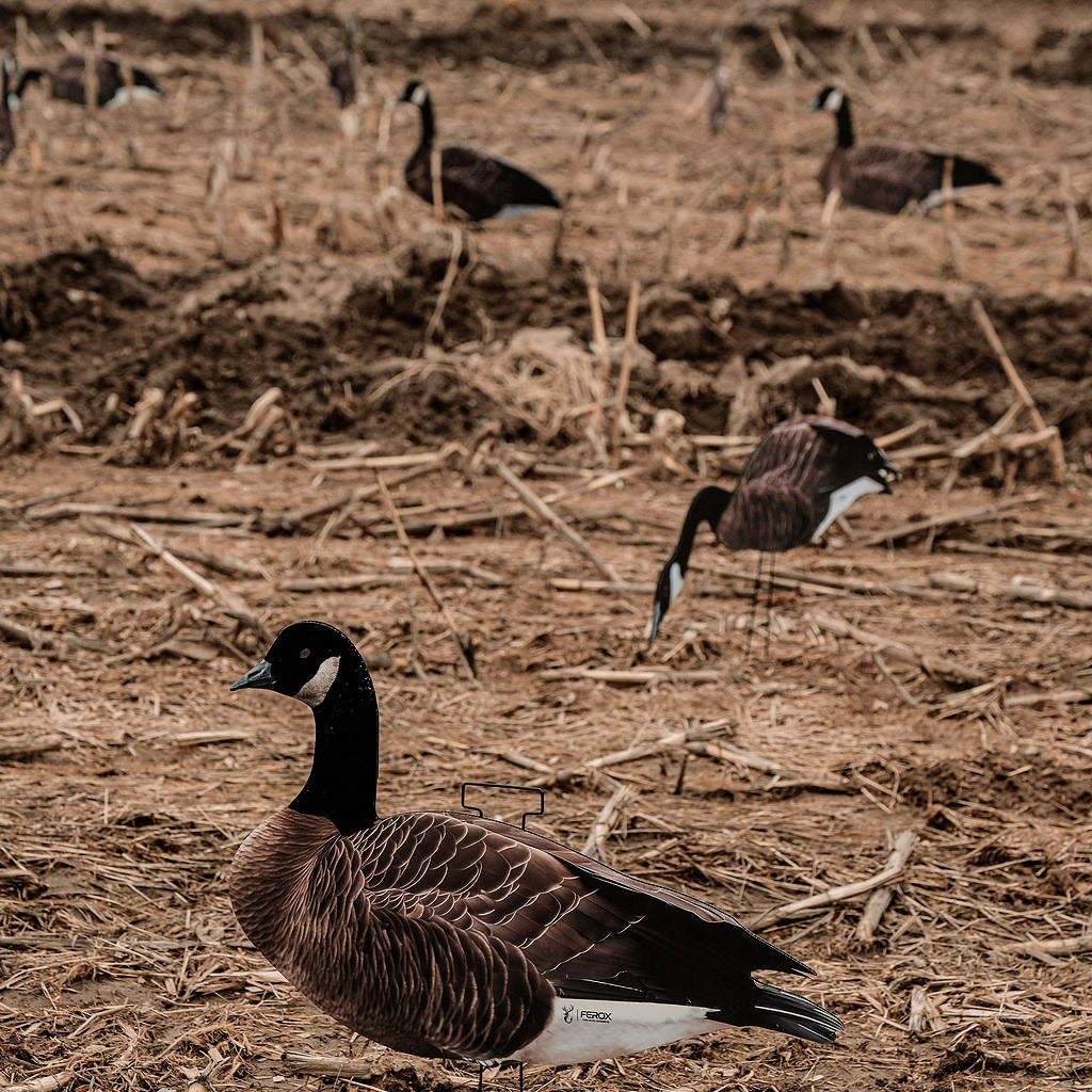 FEROX Flyway Series - Head Flocked Canada Goose Silhouette Decoys – 60 Pack &amp; Classic Khaki Bag
