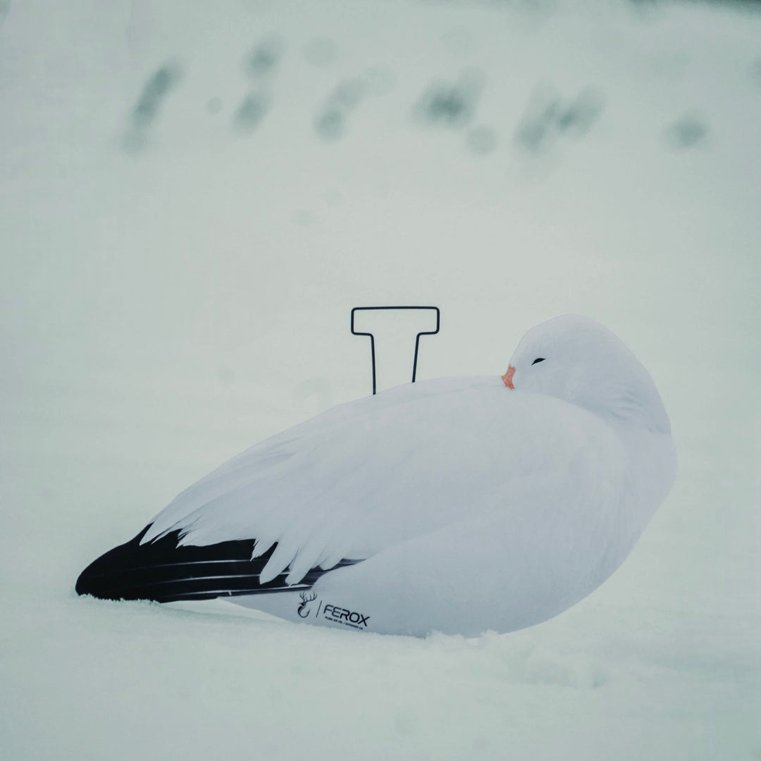 Appelants Silhouettes Oie des Neiges Dormeuse