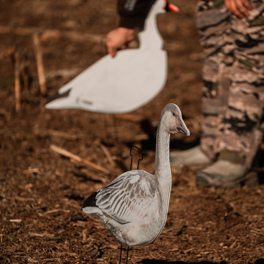 Fully Flocked Juveniles Snow Goose Silhouette Decoys