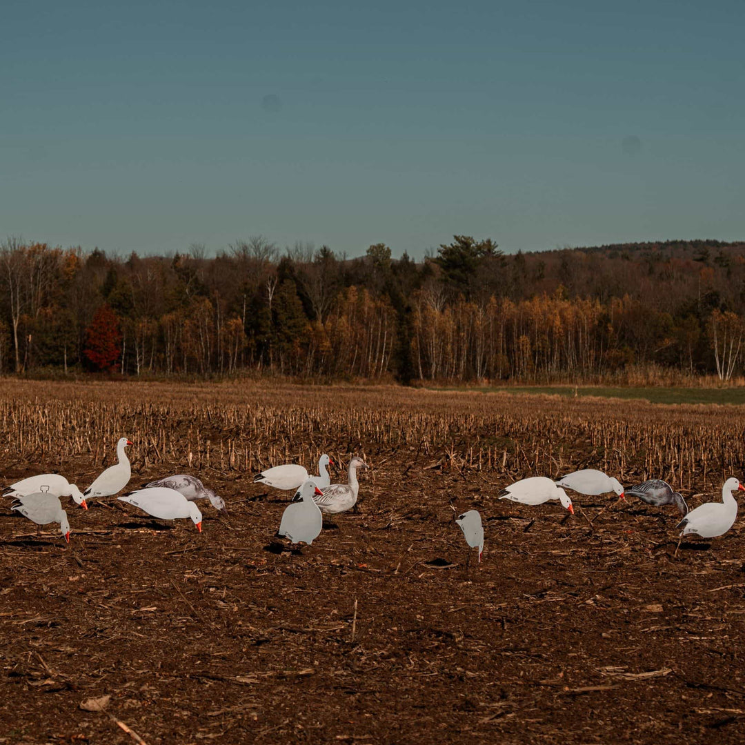 Fully Flocked Snow Goose Silhouette Decoys